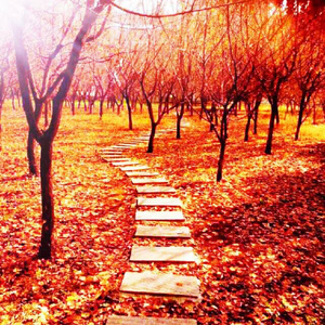 黑人把逼操出水的视频了
